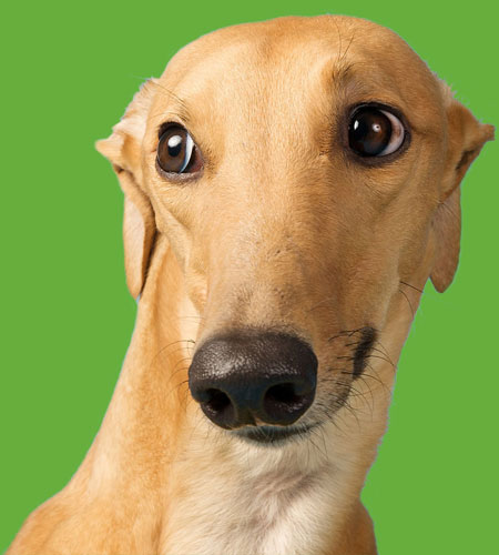 West Yorkshire RGT Greyhound